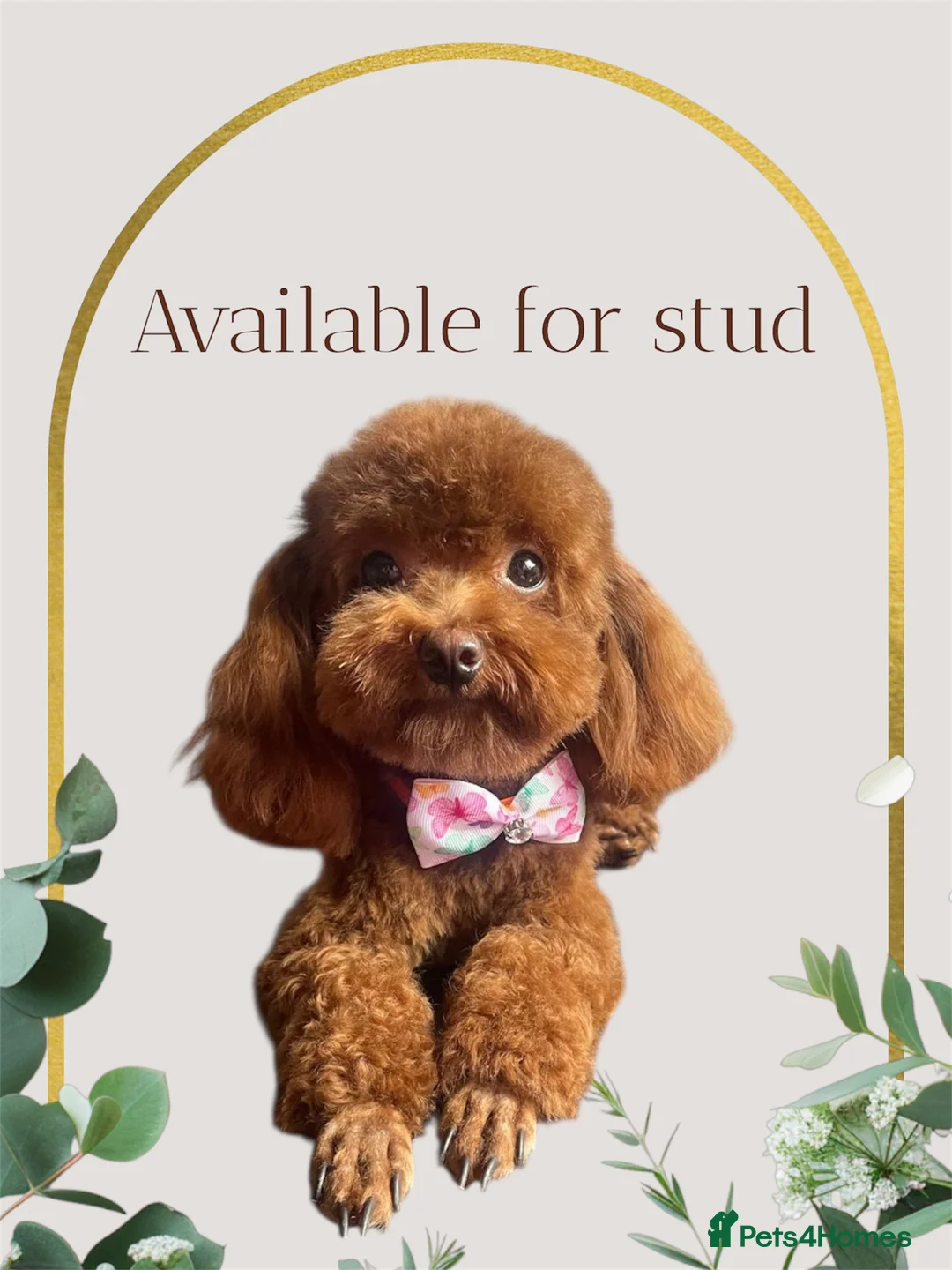 Toy Poodle dogs for stud: ✨PROVEN Asian toy poodle for STUD✨ - Advert 1