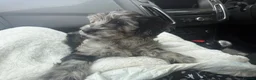 Cockapoo dogs for sale: 4 month old cockapoo  - Advert 12