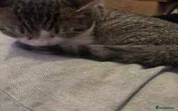Mixed Breed cats for sale: Mixed bengal and tabby female cat.  - Image 3