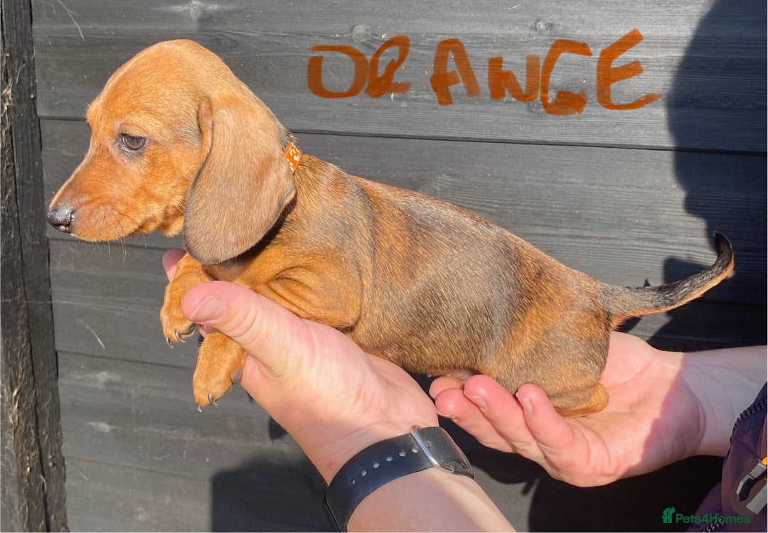 Miniature Dachshund dogs for sale: Quality Dachshund puppies - Image 14