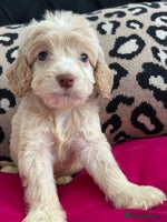 Cockapoo dogs - Advert 1