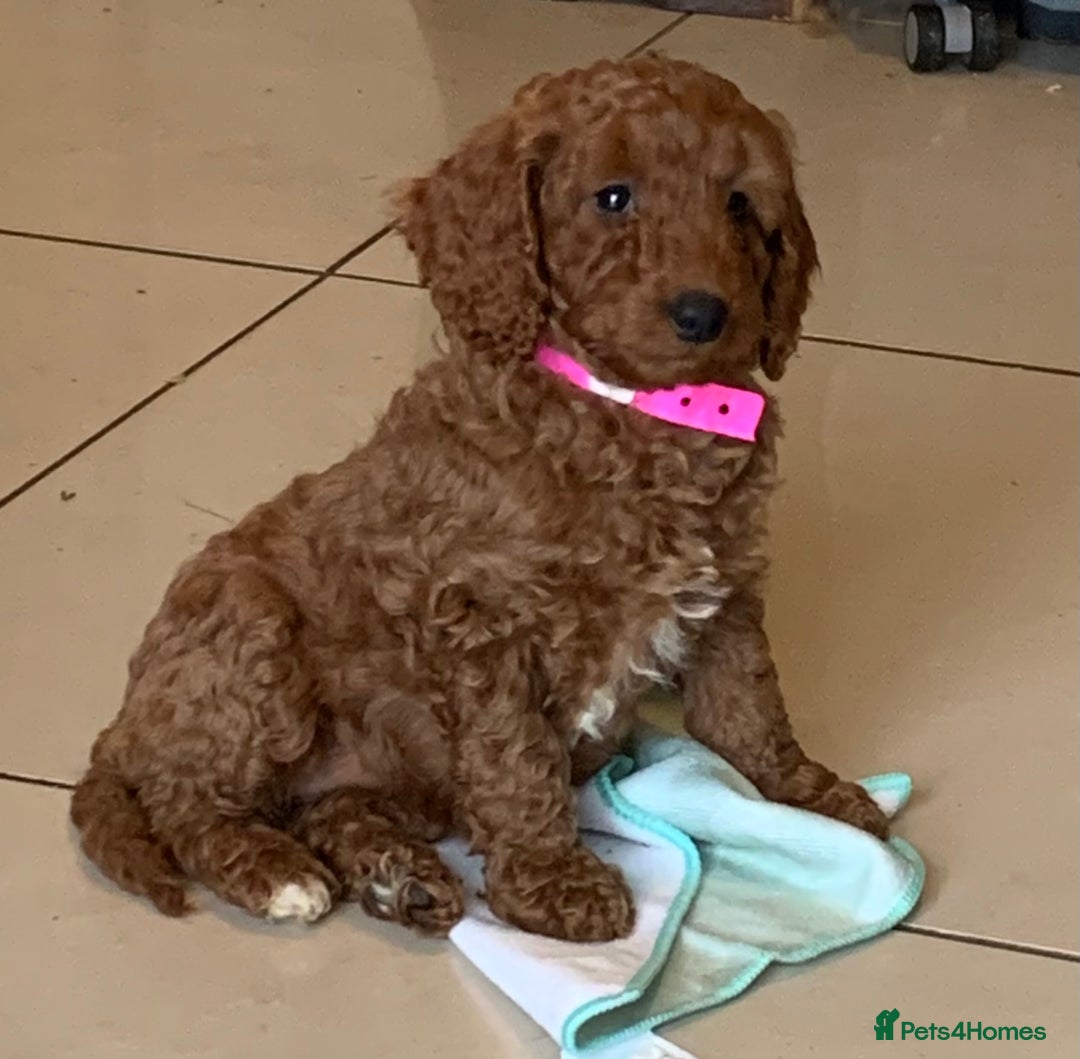 Cockapoo dogs for sale: F1b Fox Red Girl Cockapoo Available Ready To Leave - Advert 1