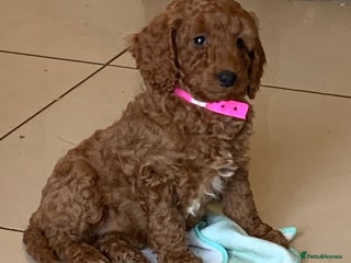 Cockapoo dogs F1b Fox Red Girl Cockapoo Available Ready To Leave - Advert 8
