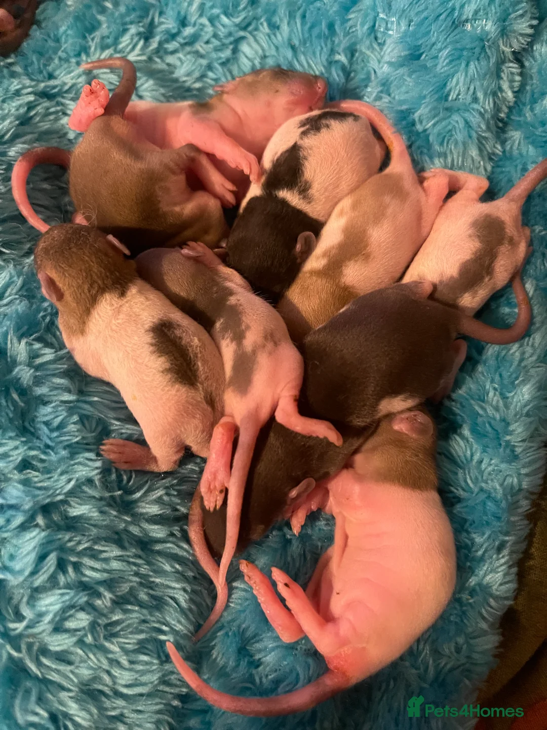 Rat rodents for sale: Baby rats looking for 5*homes only  - Advert 25