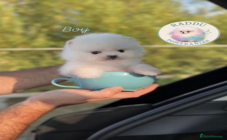 Pomeranian dogs - Advert 14