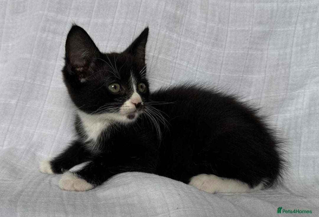 Mixed Breed cats for sale: Last black female left Turkish angora cross kitten - Image 13