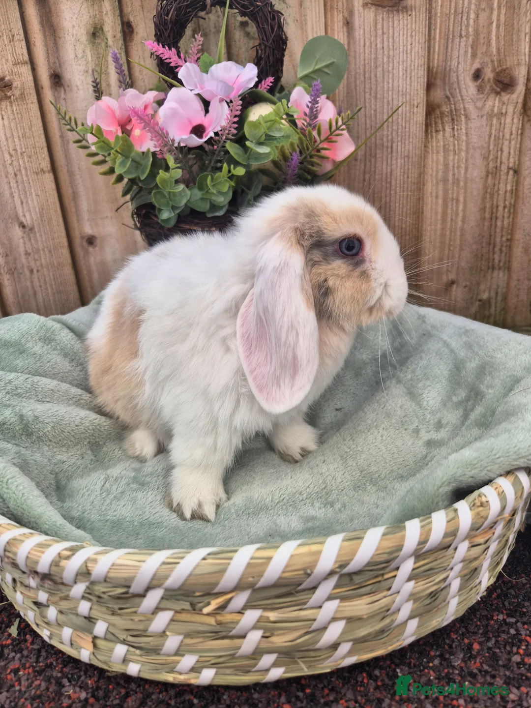 Mini Lop rabbits for sale: ❤️ READY TO LEAVE NOW  💙  - Advert 1