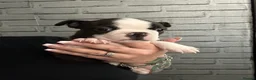 Boston Terrier dogs for sale: Kc Boston Terrier Puppies - Advert 22