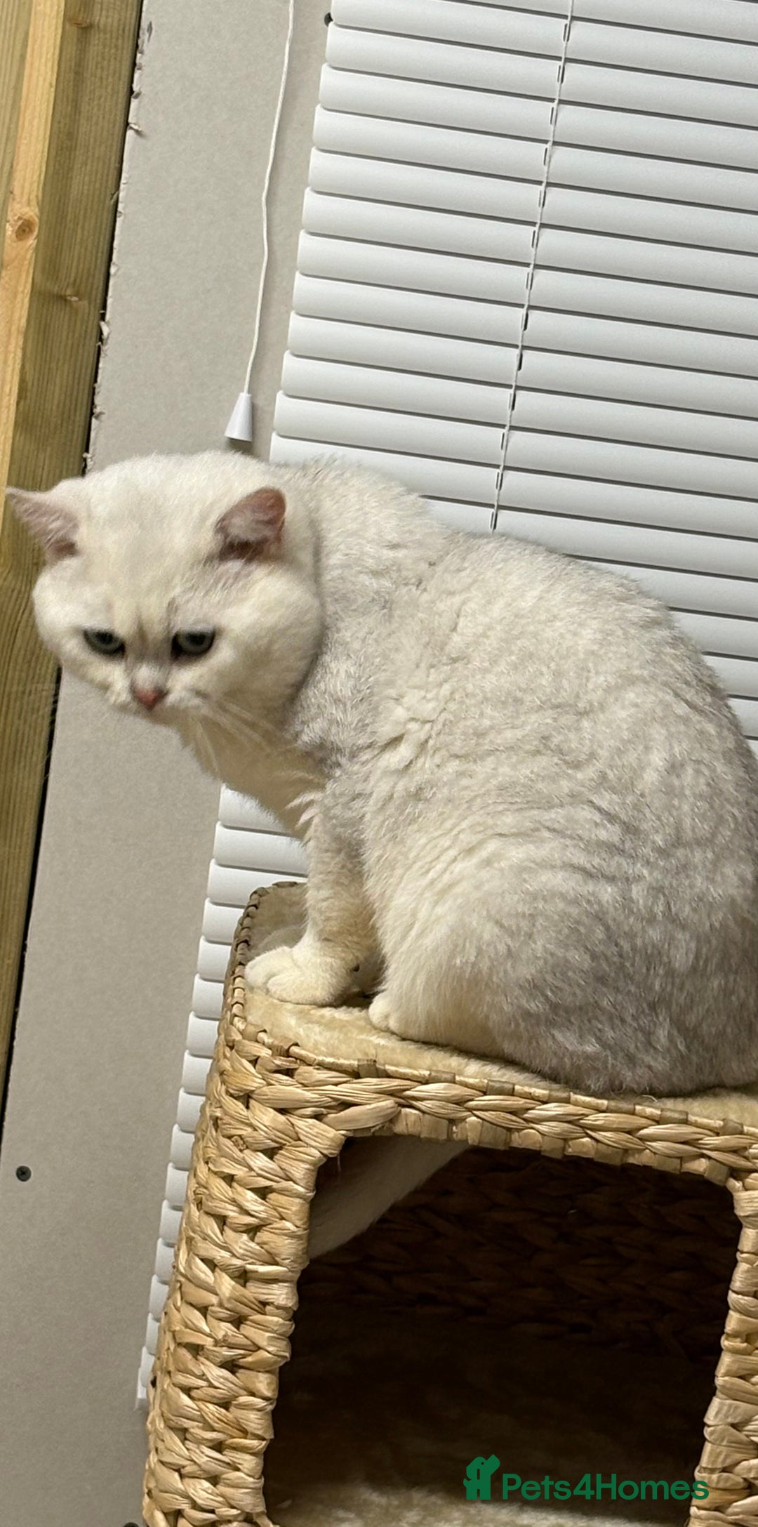 British Shorthair cats for stud: Poland imported tica registered BRI NS 12 Silver - Advert 5