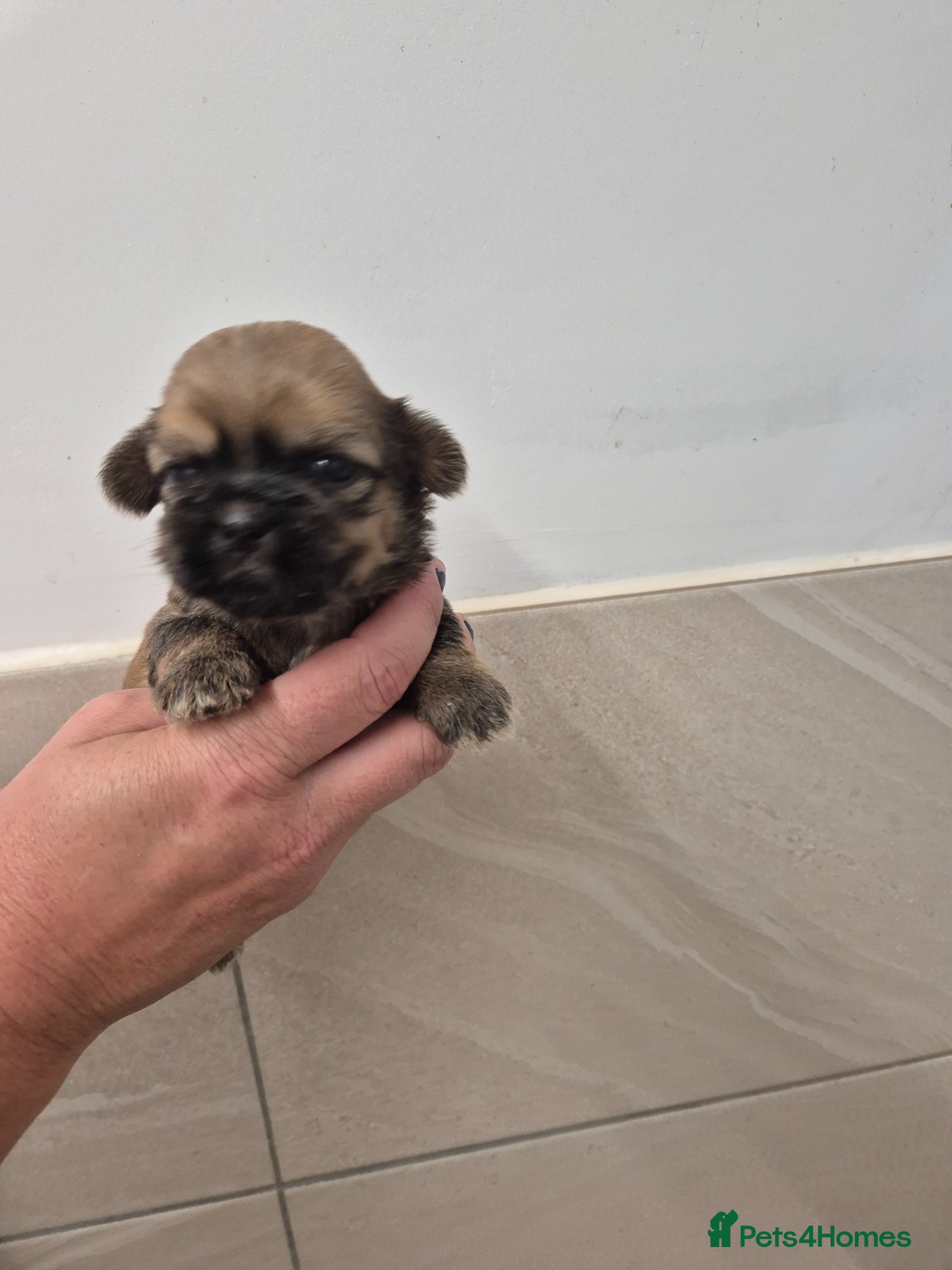 Shih Tzu dogs for sale: Shih Tzu Puppies - Advert 4