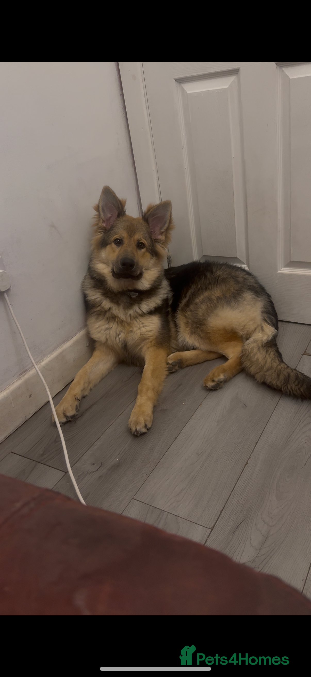 German Shepherd dogs Lexi German shepherd - Advert 3