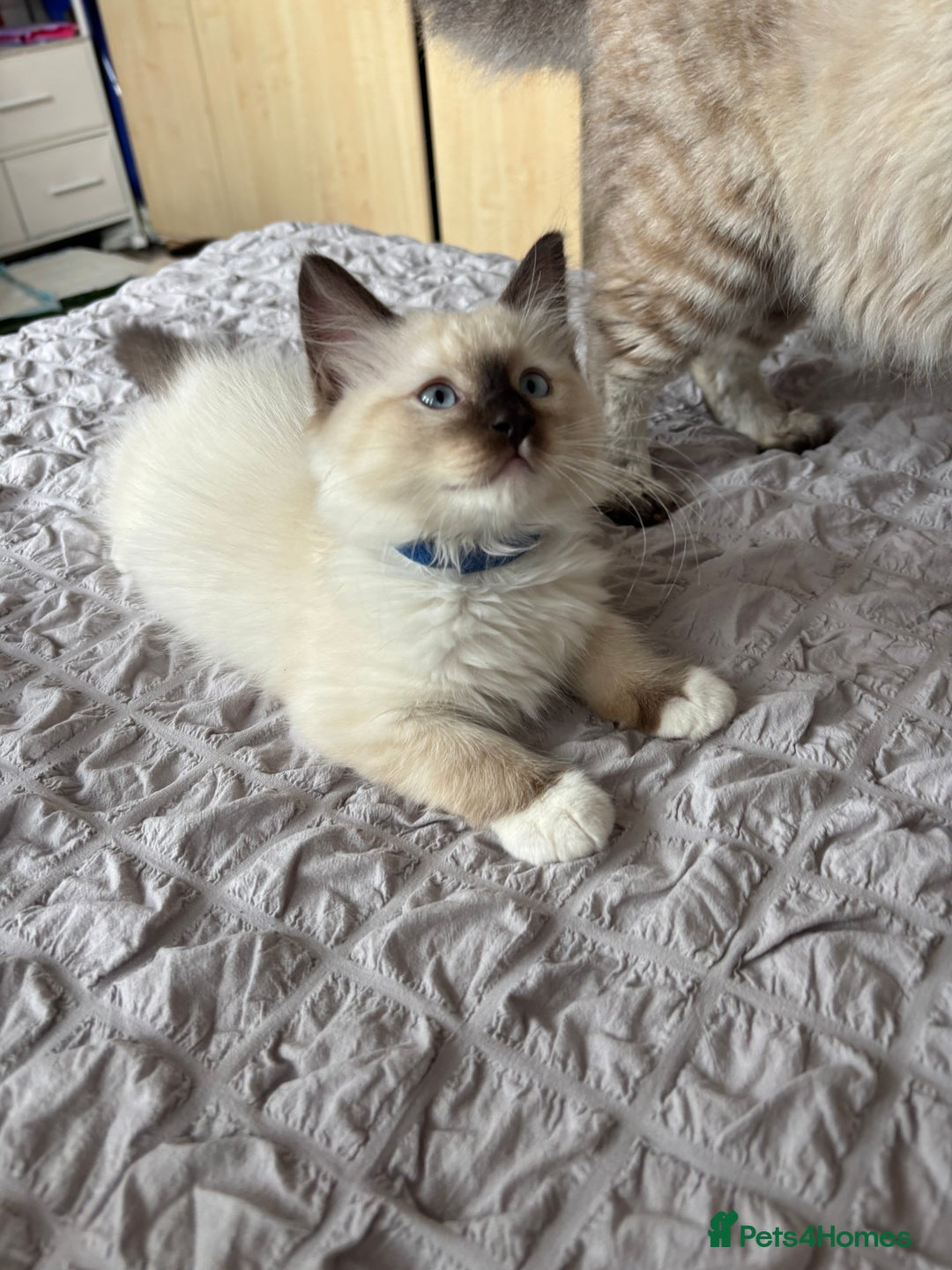 Ragdoll cats for sale: Ragdoll kittens - Image 16