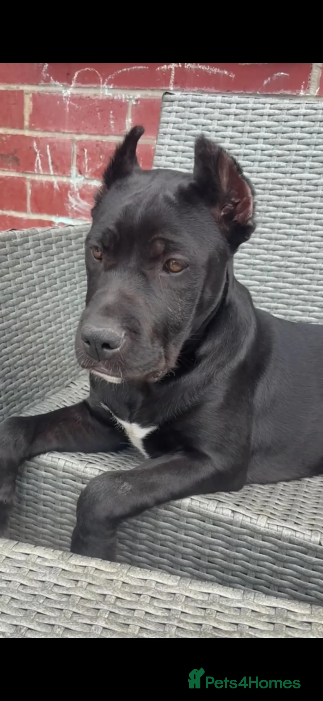 Cane Corso dogs for sale: Cane Corso  - Advert 2