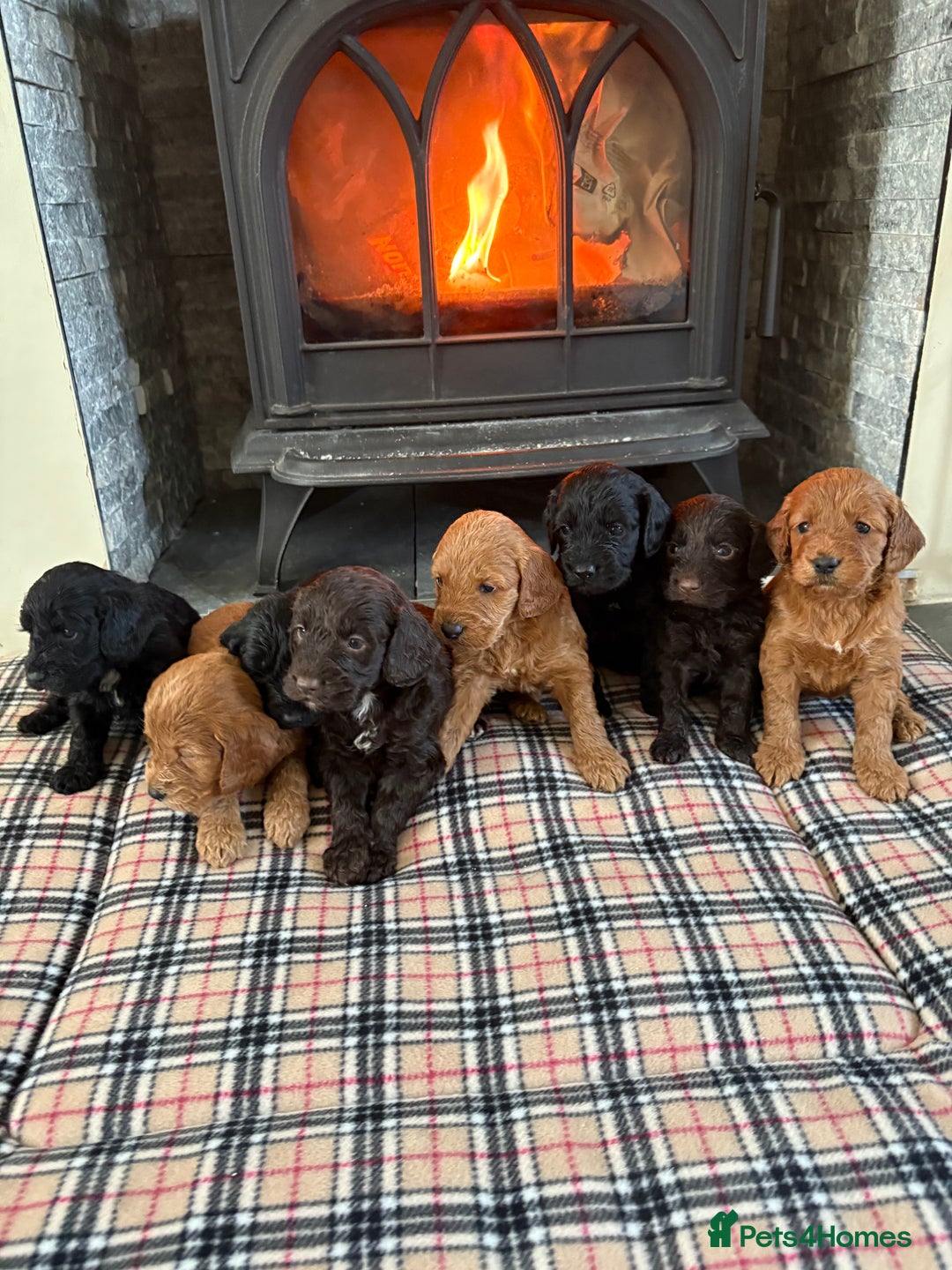 Cockapoo dogs for sale: F1 PRA Clear cockapoo puppys in Sandbach - Image 10