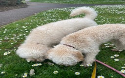 Miniature Poodle dogs for sale: LUXURY Litter of KC Registered Miniature Poodles - Image 7