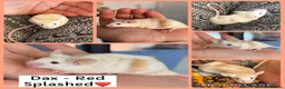 Mouse rodents for sale: Ethical Home Mousery Waiting List  - Advert 7