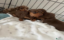Miniature Dachshund dogs for sale: Miniature dachshunds for sale  - Image 3