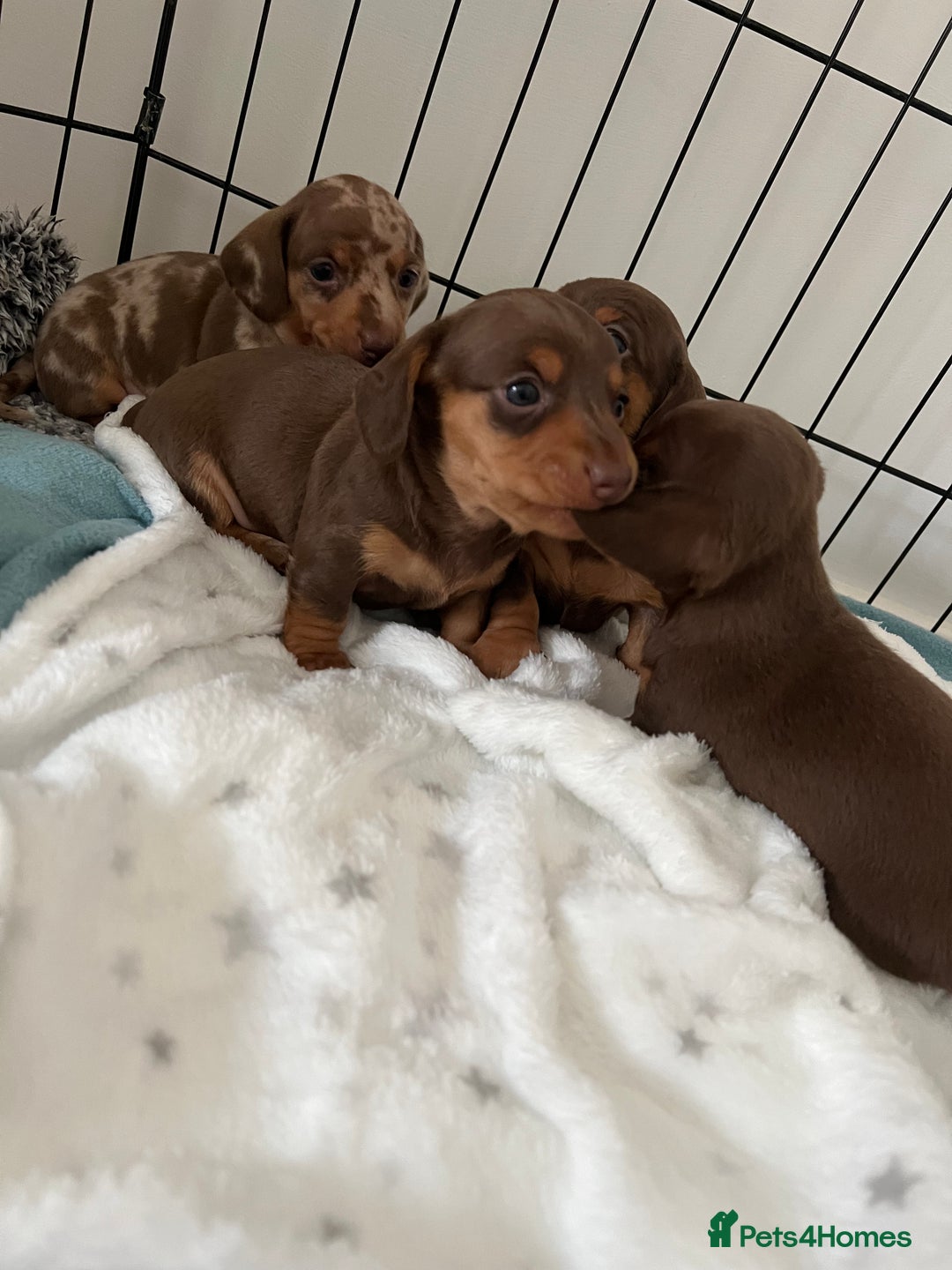Miniature Dachshund dogs for sale: Miniature dachshunds for sale  - Image 3