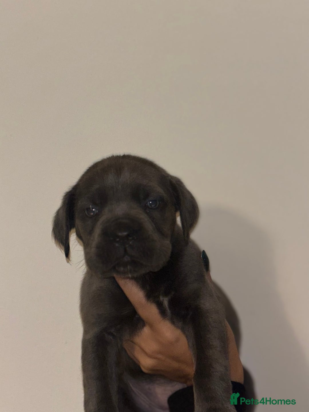 Cane Corso dogs for sale: Cane Corso Puppies **5 Male 2Female Left** - Advert 6