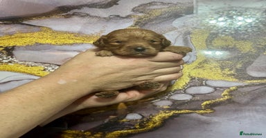 Cavapoo dogs - Advert 5