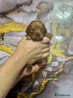 Cavapoo dogs - Advert 3