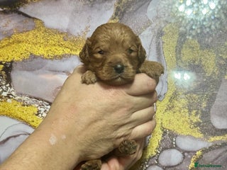 Cavapoo dogs - Advert 4