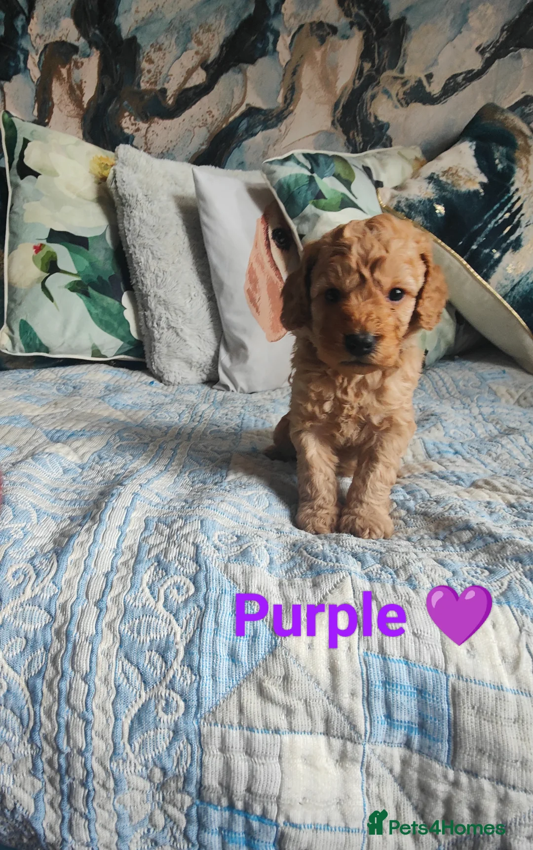 Cockapoo dogs for sale: Litter Cockapoo  in Maidenhead - Advert 21