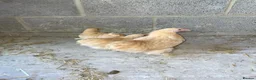 Chickens poultry for sale: Lemon peking and mottled Brahmas  - Advert 4