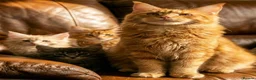 Maine Coon cats for sale: Pedigree Maine Coon kittens - Advert 1