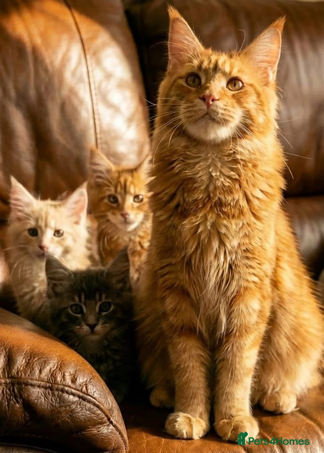 Maine Coon cats for sale: Pedigree Maine Coon kittens - Advert 1
