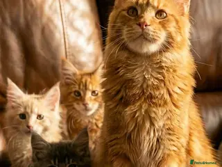 Maine Coon cats Pedigree Maine Coon kittens - Advert 1