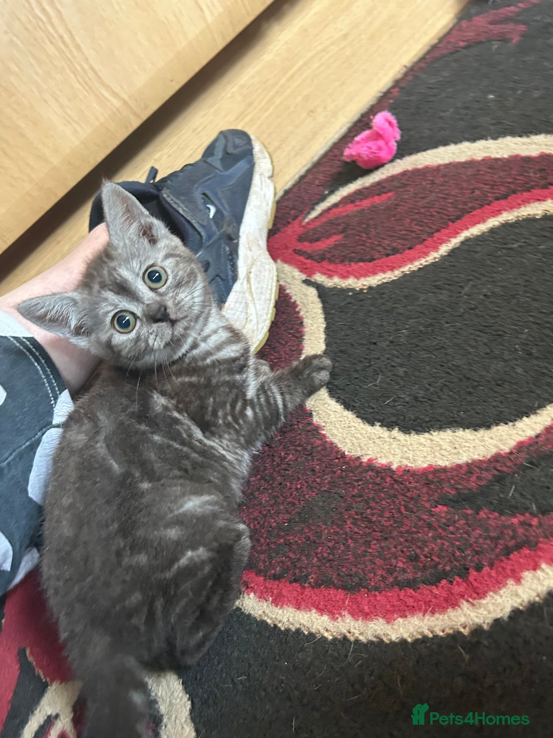 British Shorthair cats for sale: 3 Beautiful kittens  - Image 1