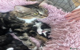 Bengal cats for sale: Bengal mixed kittens  - Image 13