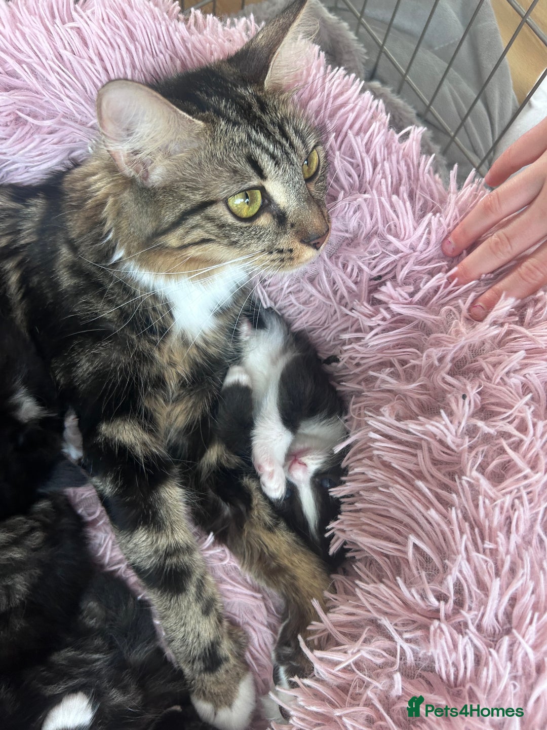 Bengal cats for sale: Bengal mixed kittens  - Image 13