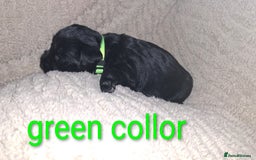 Miniature Schnauzer dogs for sale: 5 female miniature schnauzers - Image 14