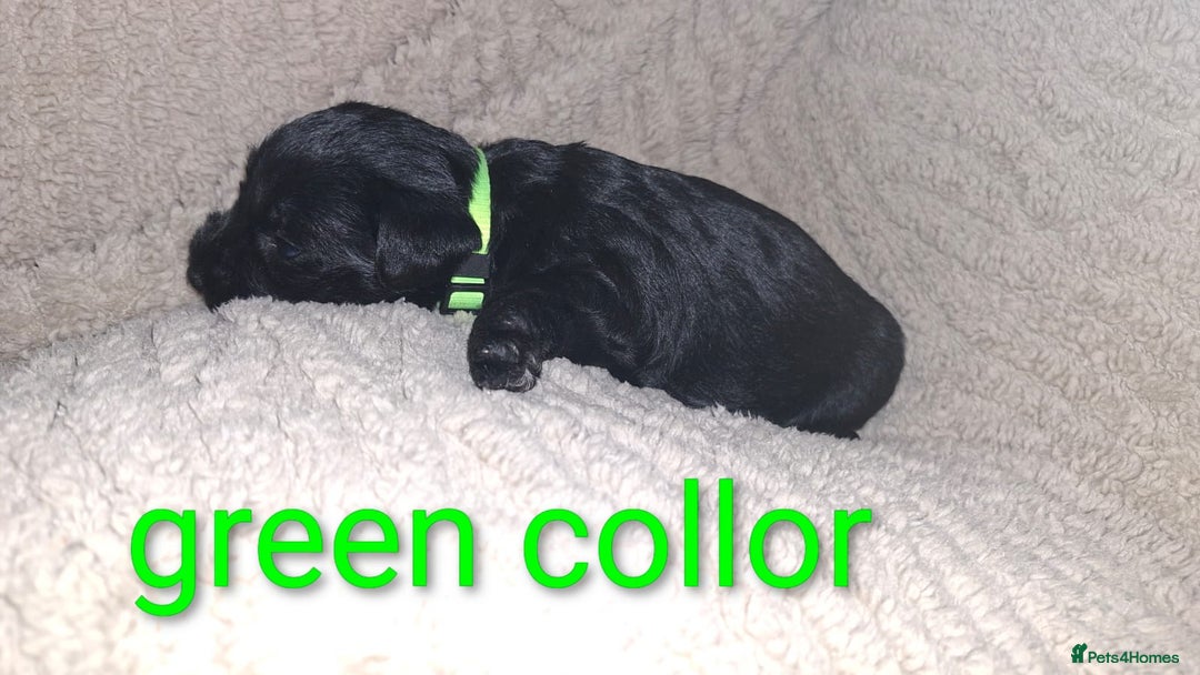 Miniature Schnauzer dogs for sale: 5 female miniature schnauzers - Image 14