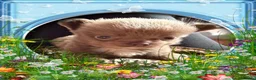 Chihuahua dogs for sale: Tiny stunning Russian Chihuahua’s   - Advert 34
