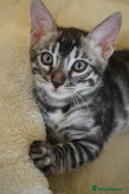 Bengal cats 2 Tica Registered male Bengal kittens for sale  - Advert 6