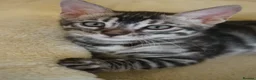 Bengal cats for sale: 2 Tica Registered male Bengal kittens for sale  in Windsor - Advert 1