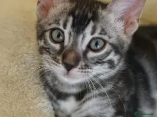 Bengal cats 2 Tica Registered male Bengal kittens for sale - Advert 3