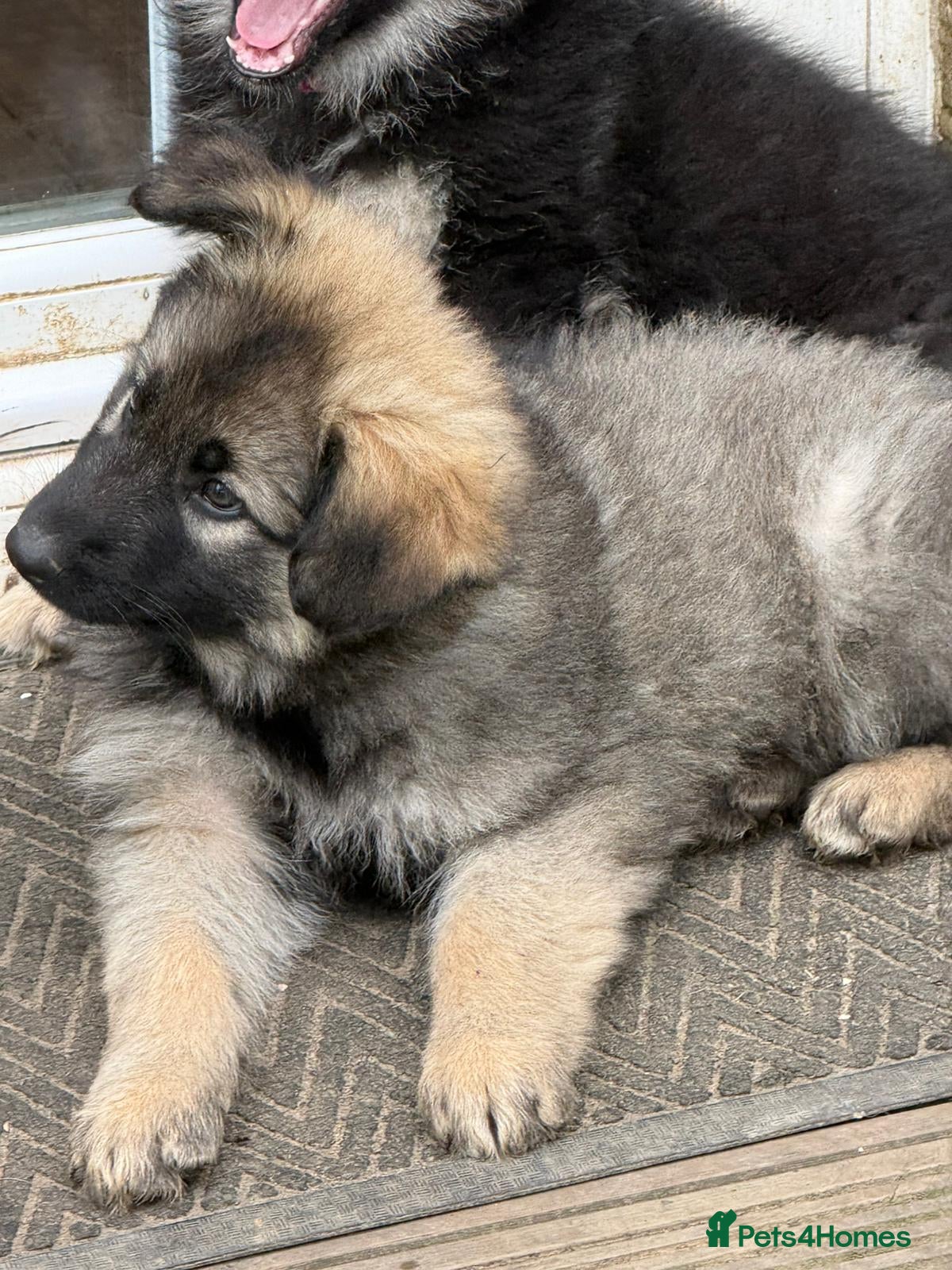 German Shepherd dogs German shepherd puppies - Advert 2