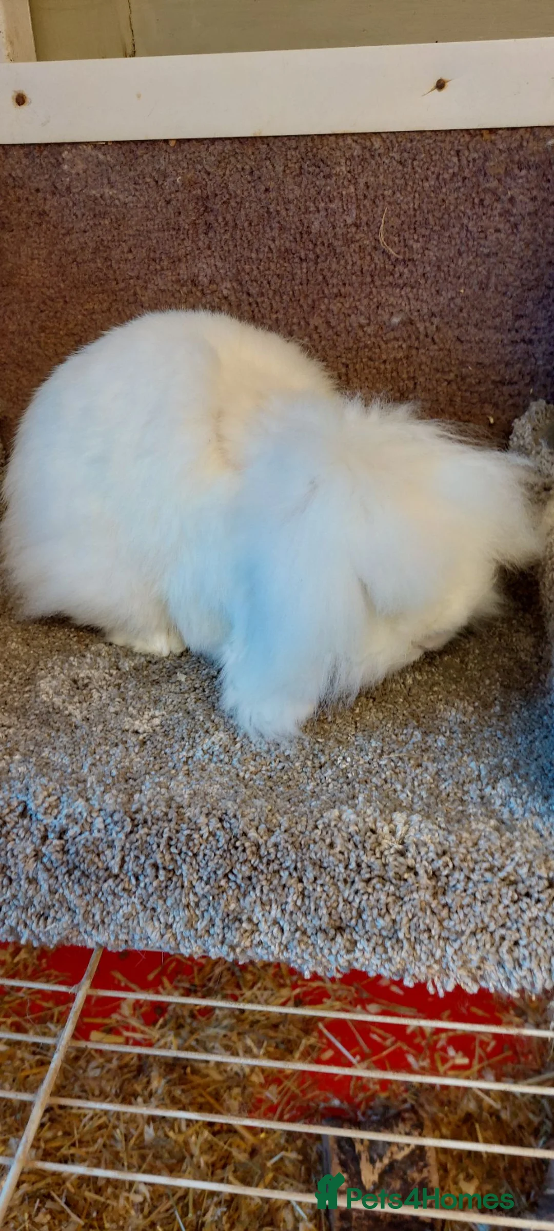 Mini Lion Lop rabbits for sale: 2023 rew dm mini loinlop buck - Advert 1