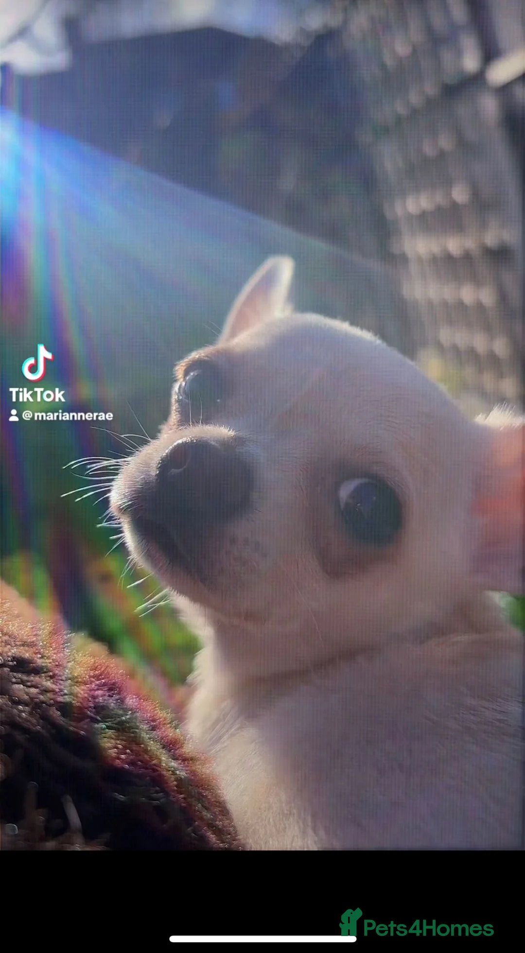 Chihuahua dogs for sale: ONE small toy pedigree Chihuahua - Advert 11