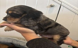 Cocker Spaniel dogs for sale: Fully Show type kc parents DNA tested all clear  - Image 14