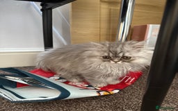 Persian cats for sale: Persian Grey kitten male and female - Image 10