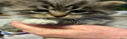 Mixed Breed cats for sale: Stunning Ragdoll / Bengal Mixed Kittens in Shipley - Advert 16