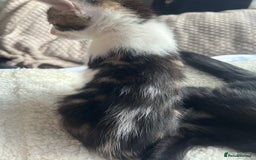 Domestic Shorthair cats for sale: 3 kittens for sale. 2 boys one girl - Image 6