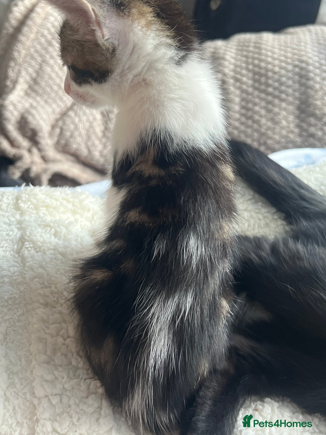 Domestic Shorthair cats for sale: 3 kittens for sale. 2 boys one girl - Image 6