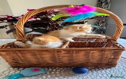 Persian cats for sale: Half Persian 2 Boys  - Image 10