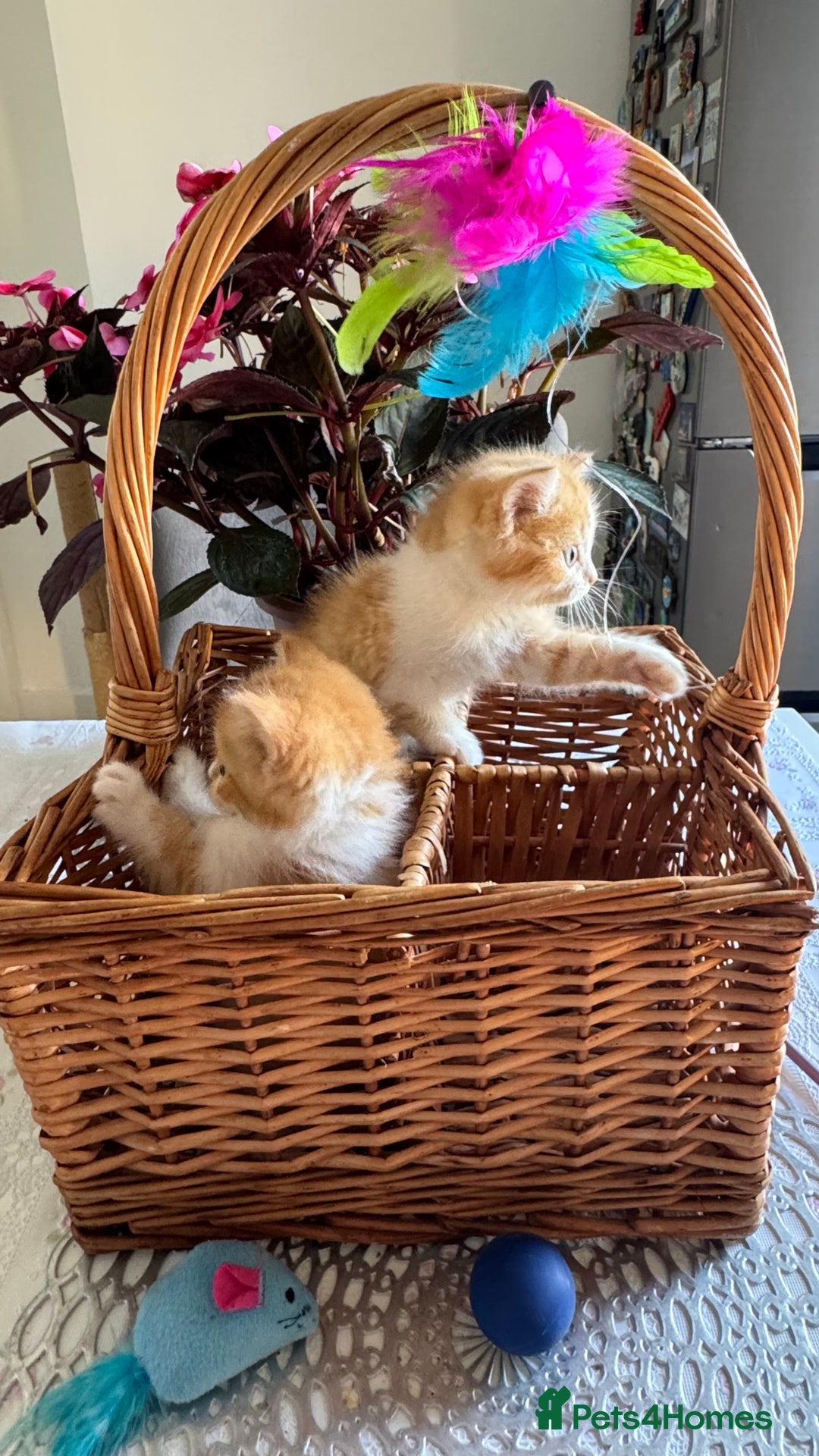 Persian cats for sale: Half Persian 2 Boys  - Image 10